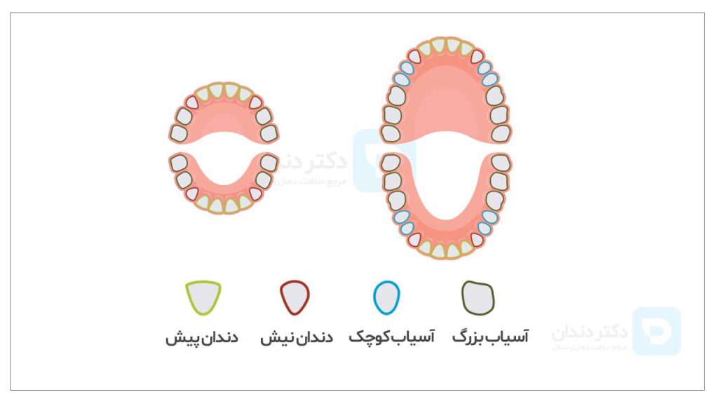 تصویر انواع دندان و تاثیر نوع دندان در برآورد هزینه کشیدن دندان ها