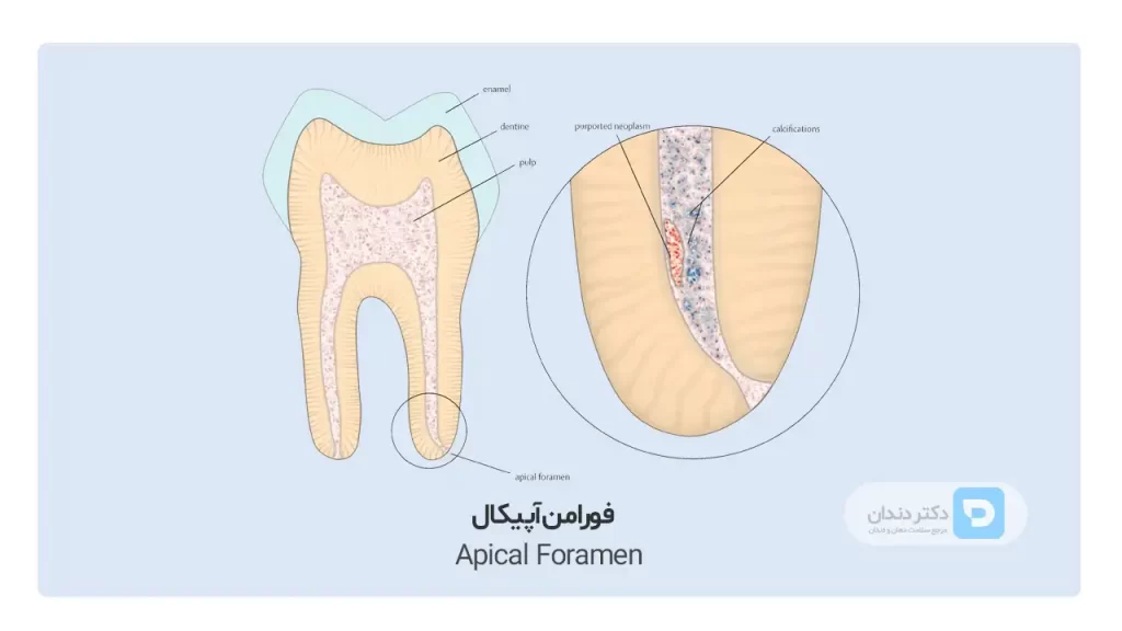 آناتومی دندان- تصویر شماتیک فورامن آپیکال